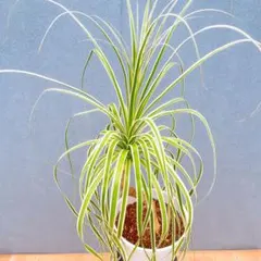 2025年最新】ノリナ 斑入りの人気アイテム - メルカリ