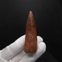 巨大 スピノサウルスの歯 15.2 cm 恐竜 No.1693 - メルカリ