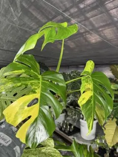 音藍様 リクエスト 3点 まとめ商品