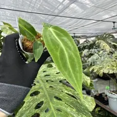 2026年最新】anthuriumの人気アイテム - メルカリ