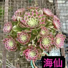 のん✨様専用出品‼️アエオニウム　抜き苗　ブーケ群生苗