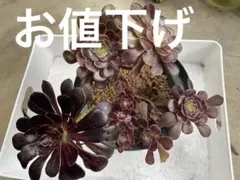 アエオニウム 黒法師 カット苗 多肉植物のサムネイル