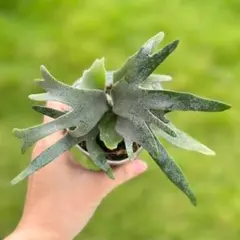 ビカクシダ　ウイリンキー　ナノ　スポアー　4個セットA ビカクシダ ウィリンキー ナノ スポア | GREEN LUCK