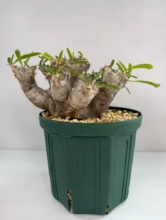 発根済　現地球　ブレビカリックス　塊根植物 コーデックス グラキリス