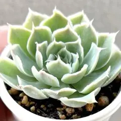 札付き❤️シムランスLS✕チワワエンシス✨ 2025年最新】多肉植物シムランスの人気アイテム - メルカリ