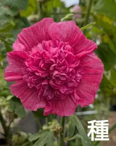 タチアオイの種　赤八重　50粒以上