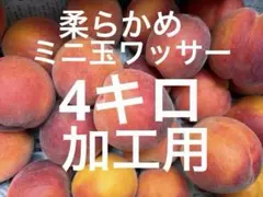 早生ワッサー超小玉　加工用　4キロ以内のサムネイル