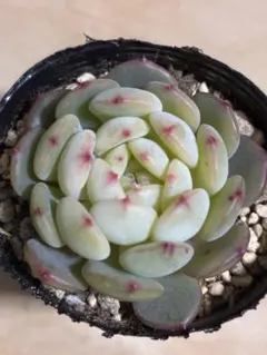 2025年最新】多肉植物 葉挿しの人気アイテム - メルカリ