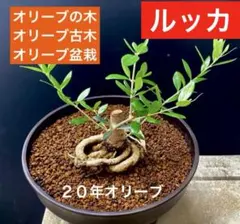 2026年最新】オリーブ 古木の人気アイテム - メルカリ