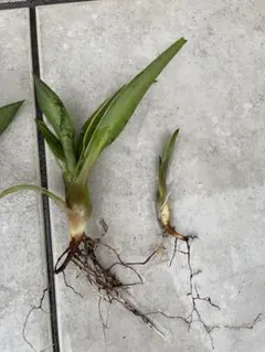 カキツバタ 苗 たぶん雲井の鶴 1番 一株 - メルカリ