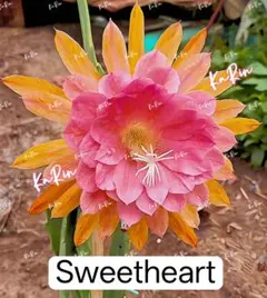 95-Sweetheart　芳香種　孔雀サボテン　複色大輪咲き　カット苗1枚のサムネイル