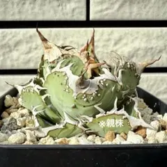 アガベ　チタノタ　オテロイ　星空　ブツブツ　OC株 アガベ チタノタ オテロイ 星空 ブツブツ OC株