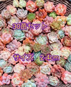 寄せ植えセット　30苗　多肉植物　エケベリア　カット苗