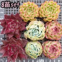 韓国苗　多肉植物　エケベリア　詰め合わせ　 8苗 　【S57】