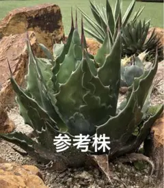 2025年最新】アガベ モンタナの人気アイテム - メルカリ