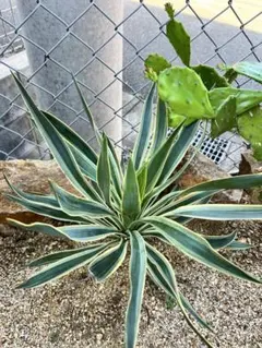 2025年最新】ユッカバリエガータの人気アイテム - メルカリ