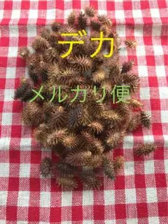 オオオナモミ デカ　秋の遊び　ハンドメイド