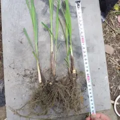 こっちゃん様 リクエスト 2点 まとめ商品