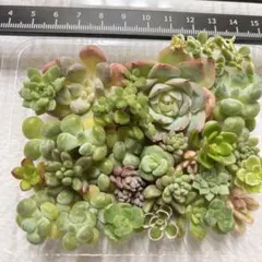 多肉植物 詰め合わせ エケベリア セダム 寄せ植え用のサムネイル