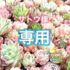 【サトウ様 専用】