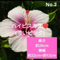 No.3【沖縄から♪】ハイビスカス(八重咲き・ピンク)♥️19 15×13