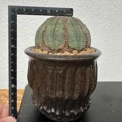 大株】ユーフォルビア オベサ 雄株 ※プレステラで発送 - メルカリ
