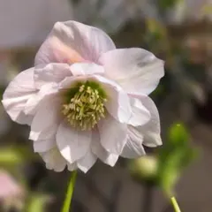 サアルー様 リクエスト 2点 まとめ商品