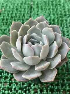 2025年最新】ミソップ苗の人気アイテム - メルカリ