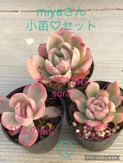 2025年最新】Miyaさん苗 ひなのの人気アイテム - メルカリ