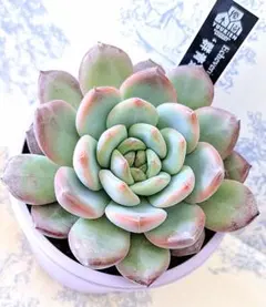 ㉜大きめ 優木園さん苗 桃くま❣️群青蓮花❣️伊弉諾❣️発根済5苗メルカリ便込 ㉜大きめ 優木園さん苗 桃くま❣️群青蓮花❣️伊弉諾❣️