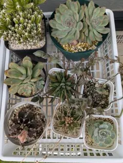 絶版希少 1965年刊行 原色シャボテン多肉植物大図鑑 サボテン ハオルシア 絶版希少 1965年刊行 原色シャボテン多肉植物大図鑑 サボテン ハオルシア