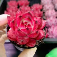 新入荷 赤魔王 エケベリア 多肉植物 1苗 - メルカリ