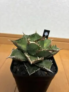 2026年最新】プレステラ 90の人気アイテム - メルカリ