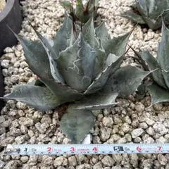 2025年最新】パラサナの人気アイテム - メルカリ