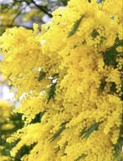 22 まころんが作ったミモザのドライフラワーは可愛いレモンイエロー♪