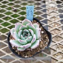 ここな様 リクエスト 3点 まとめ商品