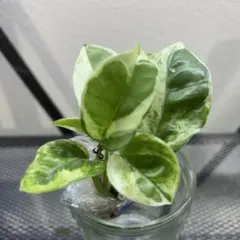 めろん様 リクエスト 2点 まとめ商品