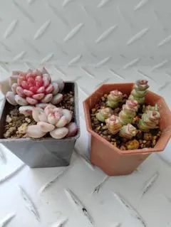 札落ちエケベリアとクラッスラ舞乙女　抜き苗セット