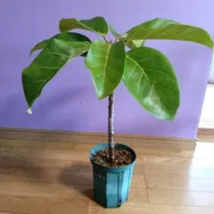 超希少❗️フィカス　アフリカンプリンス✨ Amazon｜希少☆曲がりが素敵なフィカス・アフリカンプリンス