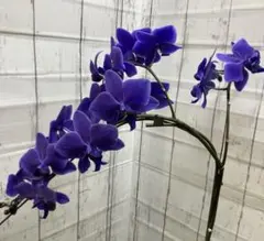 2025年最新】胡蝶蘭 ブルージーンの人気アイテム - メルカリ