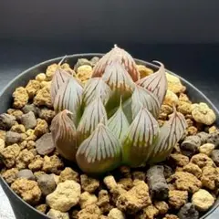 シ*ス様 多肉　ハオルチア　ブラックオブツーサ　あ