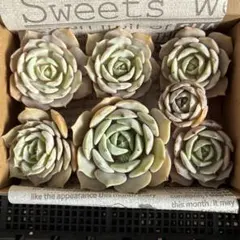 多肉植物　ローラ　カット苗　セット　a