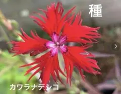 一休さん様 リクエスト 2点 まとめ商品