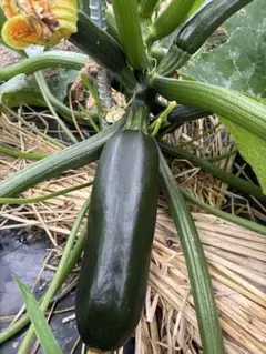 【訳アリ】 採れたて ズッキーニ ※隙間あれば芽キャベツにんにく等 100サイズのサムネイル