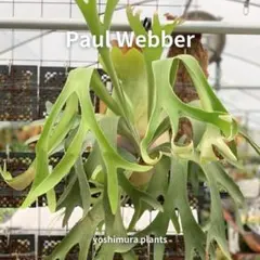 2026年最新】veitchii 胞子培養の人気アイテム - メルカリ