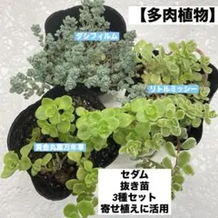 【多肉植物】セダム 抜き苗 発根済み 3種セット セダム 寄せ植えに活用