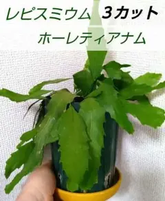 レピスミウム　ホーレティアナムのサムネイル