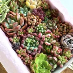 13 多肉植物 韓国苗 詰め合わせ 寄せ植えセット❤️つぶつぶ弁当