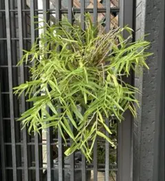 ランちゃん様 リクエスト 2点 まとめ商品