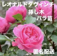 ルイ フィリップ バラ挿し木苗 黒ポット 追跡あり - メルカリ